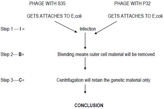 CBSE Class 12 Biology Molecular Basis Of Inheritance Notes Set B